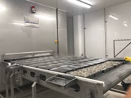 Băng chuyền cấp đông